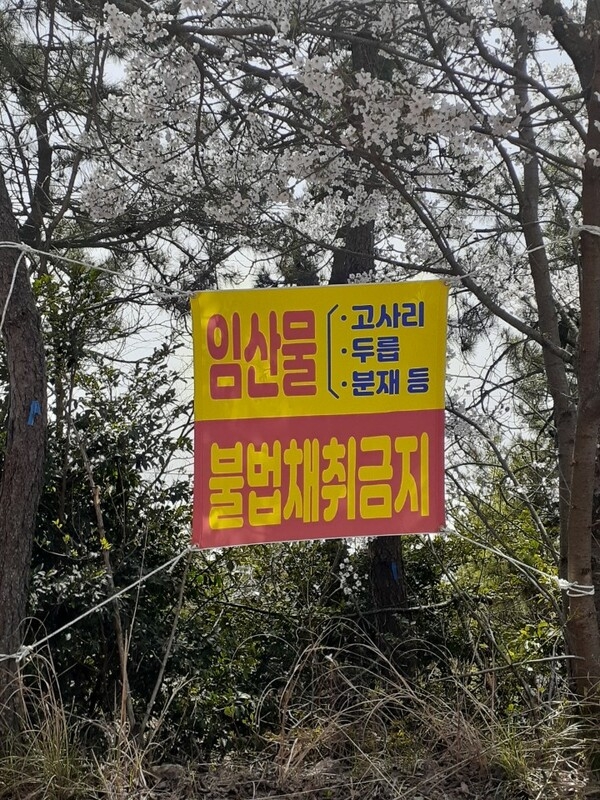 “신안군” 봄철 임산물 불법채취 및 불법 산림훼손 집중단속 1