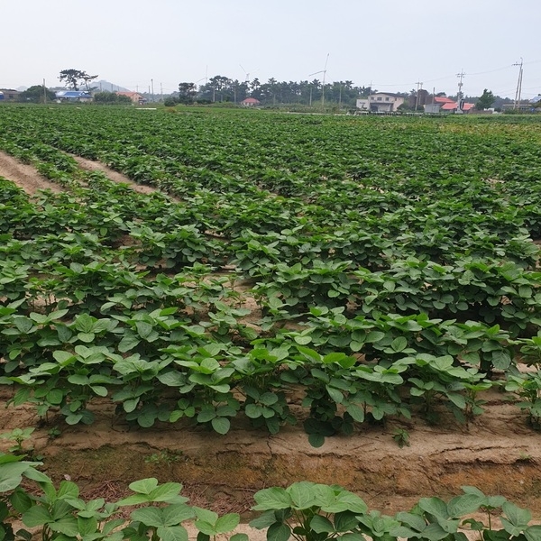 신안군 콩 계약재배로 농가 소득 증대 기여..