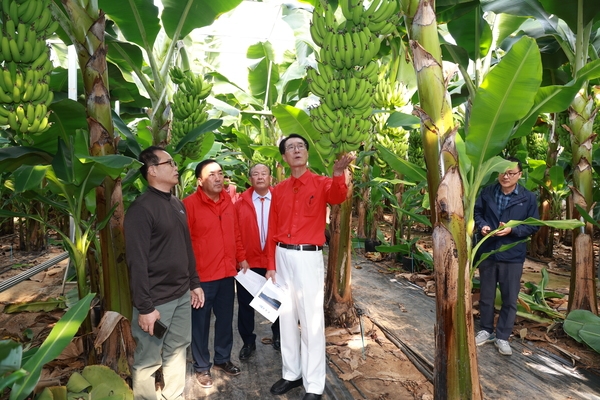 20231101_비금면-바나나 재배시설 방문 1