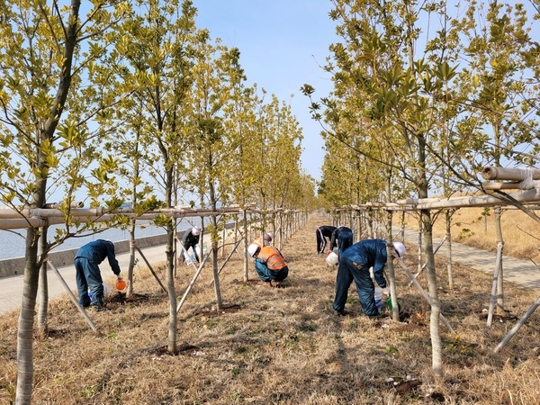 “신안군 전역 총 12만주 수목 비료 시비” 4