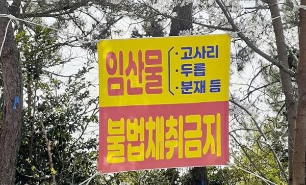 “신안군” 봄철 임산물 불법채취 및 불법 산림훼손 집중단속 1