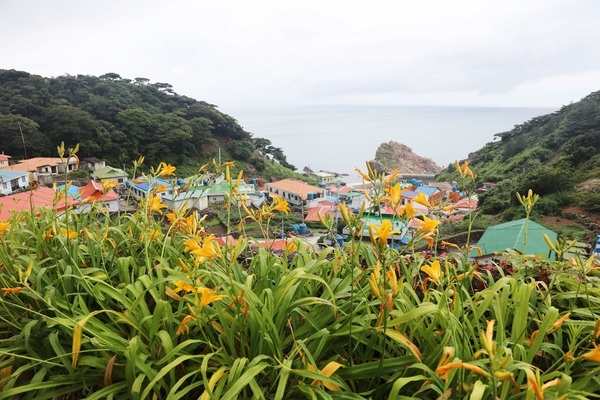 1004섬 신안! 홍도 “섬 원추리 축제” 개최 2
