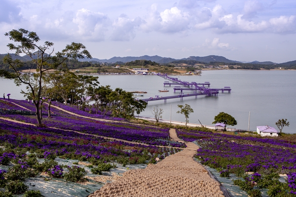 신안군 퍼플섬, 한국관광공사 11월 가볼 만한 곳 선정 1