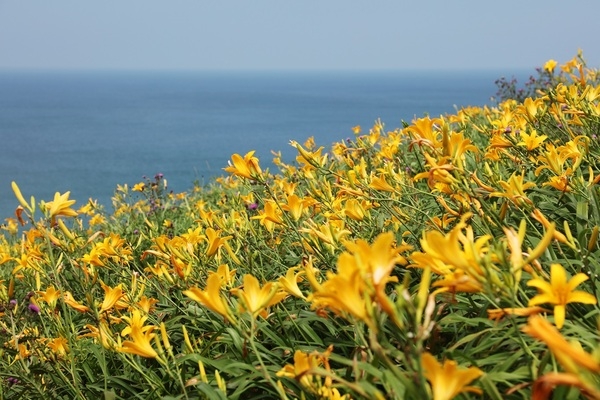 신안군, 섬 원추리 축제가 7월 7일부터 10일간 홍도에서 열린다..'야생화의 천국 홍도에서 바다의 향연 따라 펼쳐진 노란 원추리꽃 물결 펼쳐져' 1
