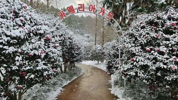 최대 한파에도 신안군 야외(노지) 겨울꽃 축제 성공..