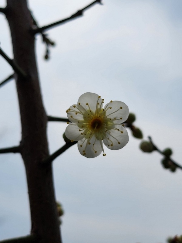 대한민국에서 가장 먼저 매화꽃이 피는 신안 안좌 창마마을..'한겨울 섬마을에 봄꽃이 피었네' 2