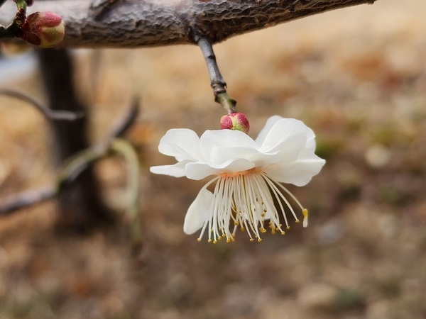 대한민국에서 가장 먼저 매화꽃이 피는 신안 안좌 창마마을..'한겨울 섬마을에 봄꽃이 피었네' 3