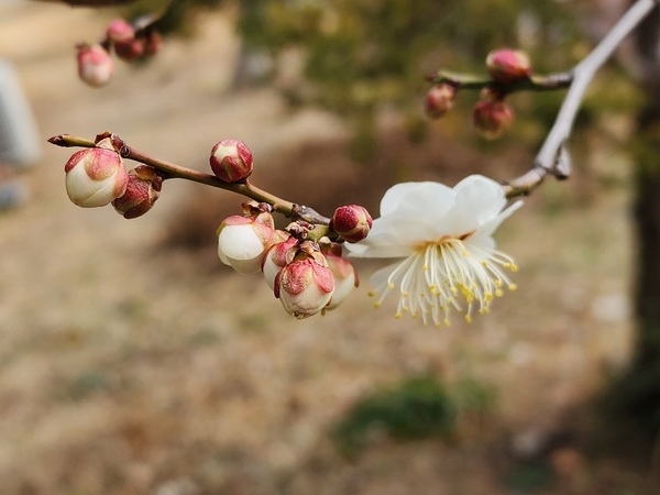 대한민국에서 가장 먼저 매화꽃이 피는 신안 안좌 창마마을..'한겨울 섬마을에 봄꽃이 피었네' 4