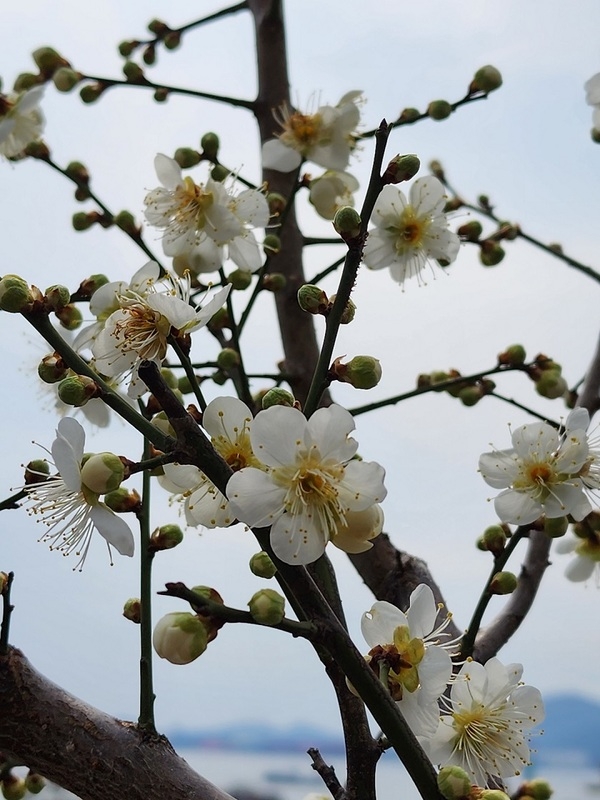 대한민국에서 가장 먼저 매화꽃이 피는 신안 안좌 창마마을..'한겨울 섬마을에 봄꽃이 피었네' 1