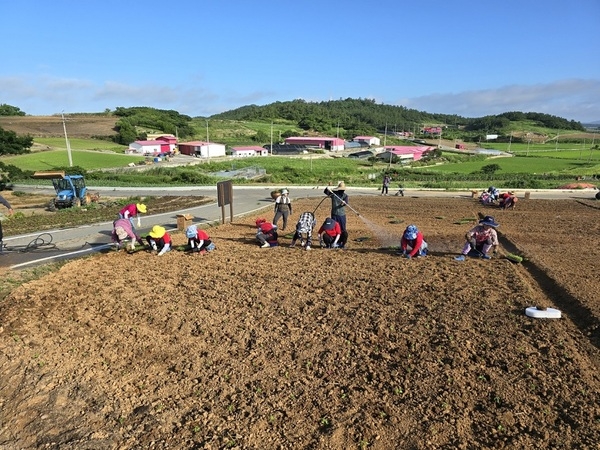 신안군, 병풍도 맨드라미 축제 준비 박차..'주민들과 함께 만드는 전국 최대 맨드라미정원' 1